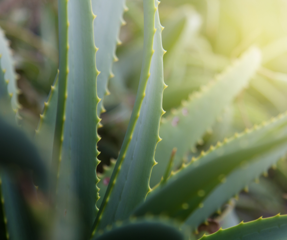 Mannatech Manapol Acemannan 