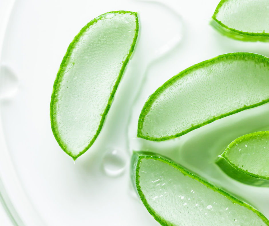 Aloe vera which is the main ingredient in Mannatech Australia's Ambrotose Complex and Manapol